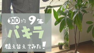 (100均巨大パキラ）観葉植物の植え替え方法