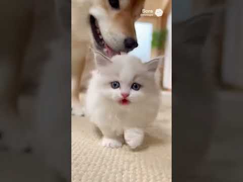 止まらない白猫ちゃん/On a Mission #子ネコ #kitten #kittenshorts