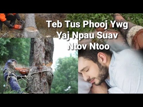 Video: Tsov Ntoo Eucalyptus - Yuav Ua Li Cas Rau Tsob Ntoo Eucalyptus Oozing