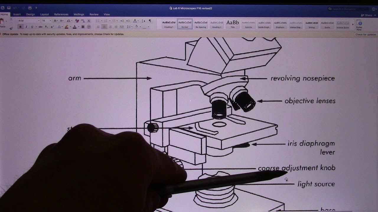 ACC Biol2401 Lab6 Microscope Instructions YouTube