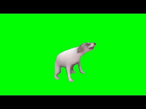 Dancing Dog Green Screen