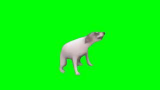 dancing dog green screen☻