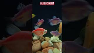 Beautiful Glow Fish Aquarium | Colorful Relaxing Short
