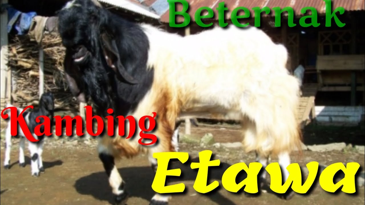 BETERNAK KAMBING ETAWA 