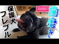 【100均ダイソー犬用歯ブラシ】で フレブル保護犬はな、上手に歯磨き！