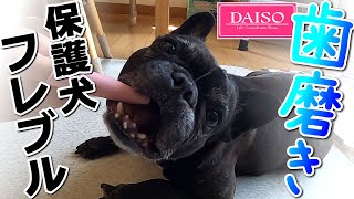 【100均ダイソー犬用歯ブラシ】で フレブル保護犬はな、上手に歯磨き！