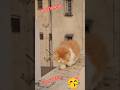 Royal Persian ADORABLE 💥 KITTENS FOR SALE!" #shorts #viral #trending#song#dance #ytshorts#bollywood