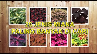 25 Jenis Miana | Coleus Species | Tanaman Hias Yang Banyak Dicari Saat Ini - Kreasi Alfajri
