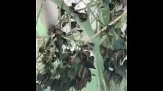 10000000 395843907939979 4573533647022192137 n