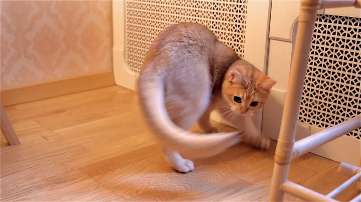Watch the video about Funny cat chasing own tail