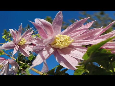 Video: Wachsende Clematis