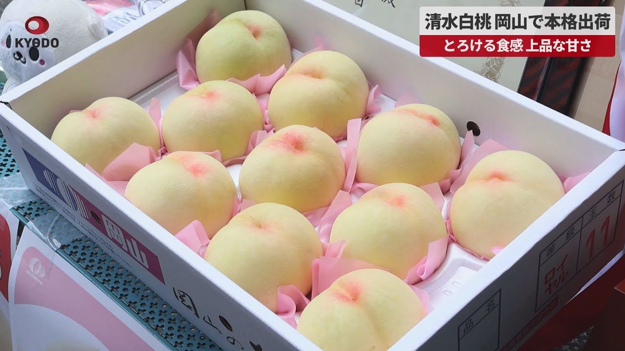 速報】清水白桃、岡山で本格出荷 とろける食感、上品な甘さ - YouTube