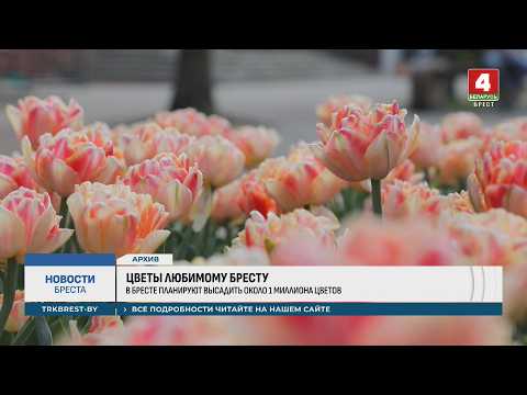 ЦВЕТЫ ЛЮБИМОМУ БРЕСТУ