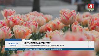 ЦВЕТЫ ЛЮБИМОМУ БРЕСТУ - YouTube