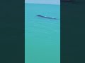 Whale watching: Endangered right whale spotted in Gulf off Fort Myers, Florida
