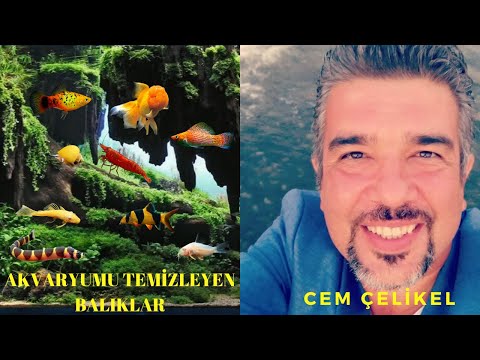 Video: Tatlı Su Yosunu Yiyen Balık