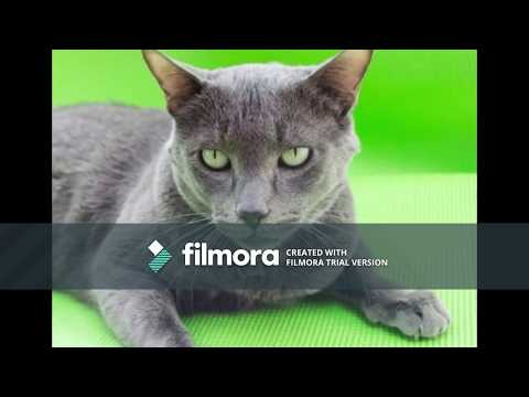 Видео: Как да въведем котки