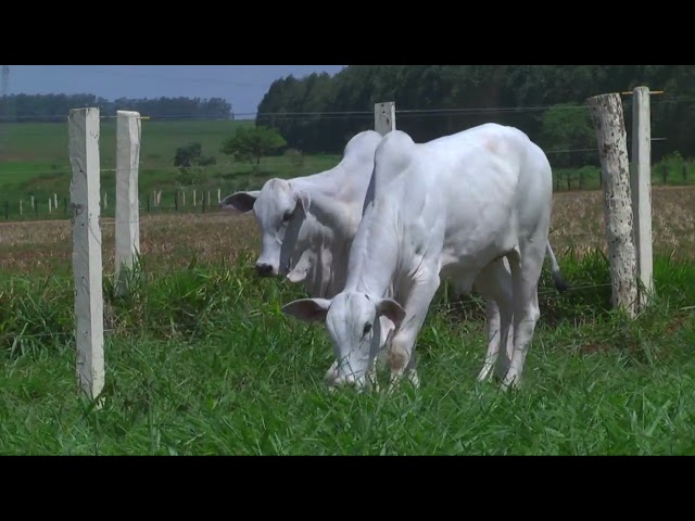 LOTE 18   152 214 mp4