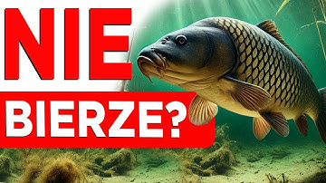 Dlaczego karp nie bierze? Nagranie podwodne