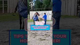 Quick Tips To Become Your Horses Leader! | The Horse Guru-Michael Gascon
🎉Quick Tips To Become Your Horses Leader!
Give your horse the reins to go forward.
✨Visit https://vist.ly/5eywn to learn more!
#horsetraining #horse #equestrian #horsetrainer #MGhorseguru #horsevideo #traininghorses #horses #horsehelp #shorts Quick Tips To Become Your Horses Leader! | The Horse Guru-Michael Gascon