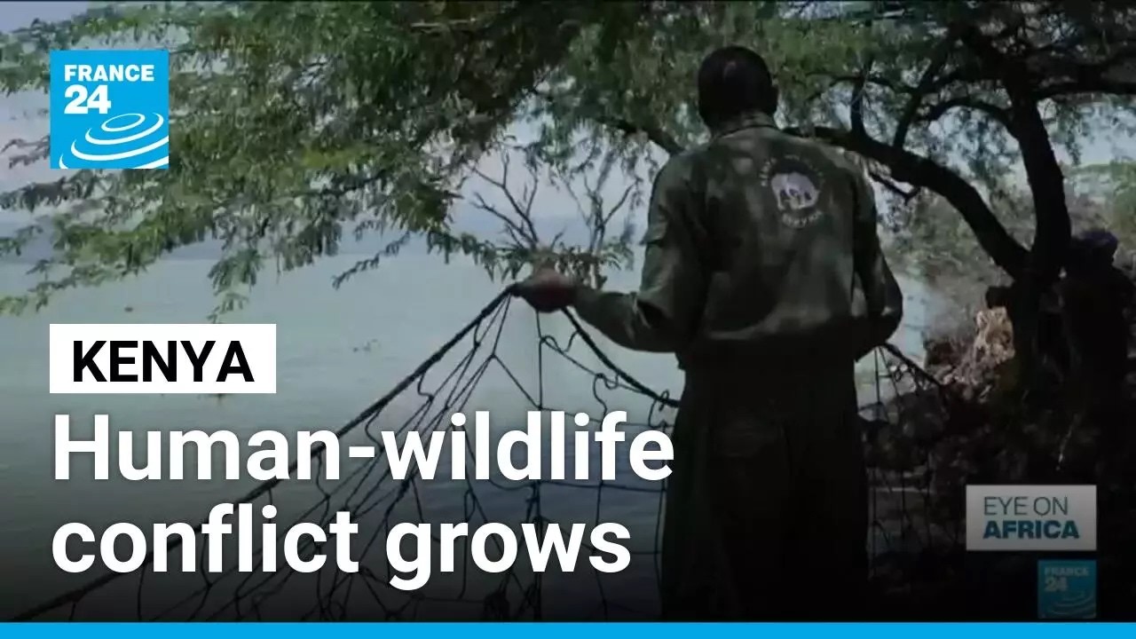 Kenya: Crocodiles pushed towards homes by rising lakes • FRANCE 24 English