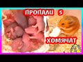 Куда пропали 5 хомячат? / Сколько хомячат осталось? / Алиса Изи Петс  / Alisa Easy Pets