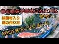錦鯉【病気の治療方法と抗菌剤入り餌を作りました】飼育　経口投与　濾過槽　アクアリウム　Amazing ปลาคราฟ　บ่อน้ำkoi pond 　自宅池　#錦鯉