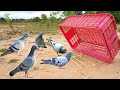 Basket Pigeon Bird Trap / #experiment Bird Trap / #reels / #Best Trapping