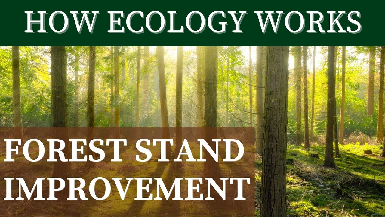 FOREST STAND IMPROVEMENT How Ecology Works YouTube
