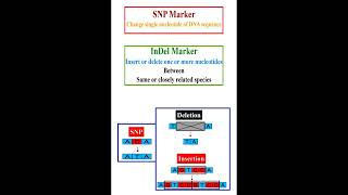 SNP Marker and InDel Marker #geneticteacher