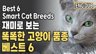 [Eng Dub] Best 6 Smart Cat Breed