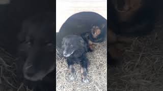 Гуля и Мальчик на все руки мастера !!! #shorts #собака #молчалин #мастер #приют
