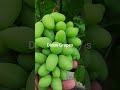 Dixon Grapes geççi bir çeşit mantari hastalıklara karşı dayanıklı eksi 25 kadar dayanıklı
