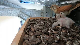 Kestrel Chicks Day 10  21 December 2020