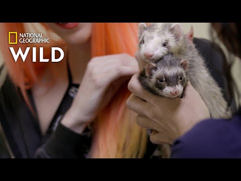 Two Sleepy Ferrets | The Wild Life of Dr. Ole