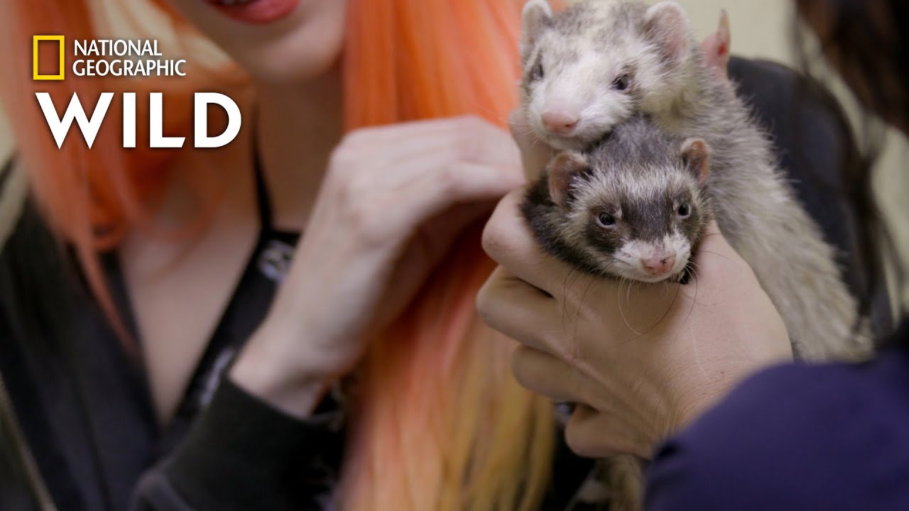 Two Sleepy Ferrets | The Wild Life of Dr. Ole