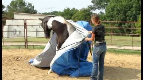 Black Candian Storm aka: "Little Joe"      ***For up-to-date info, price, etc., go to our website***