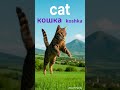 What’s a “кошка”? Real Russian animal words 🐱 #shorts