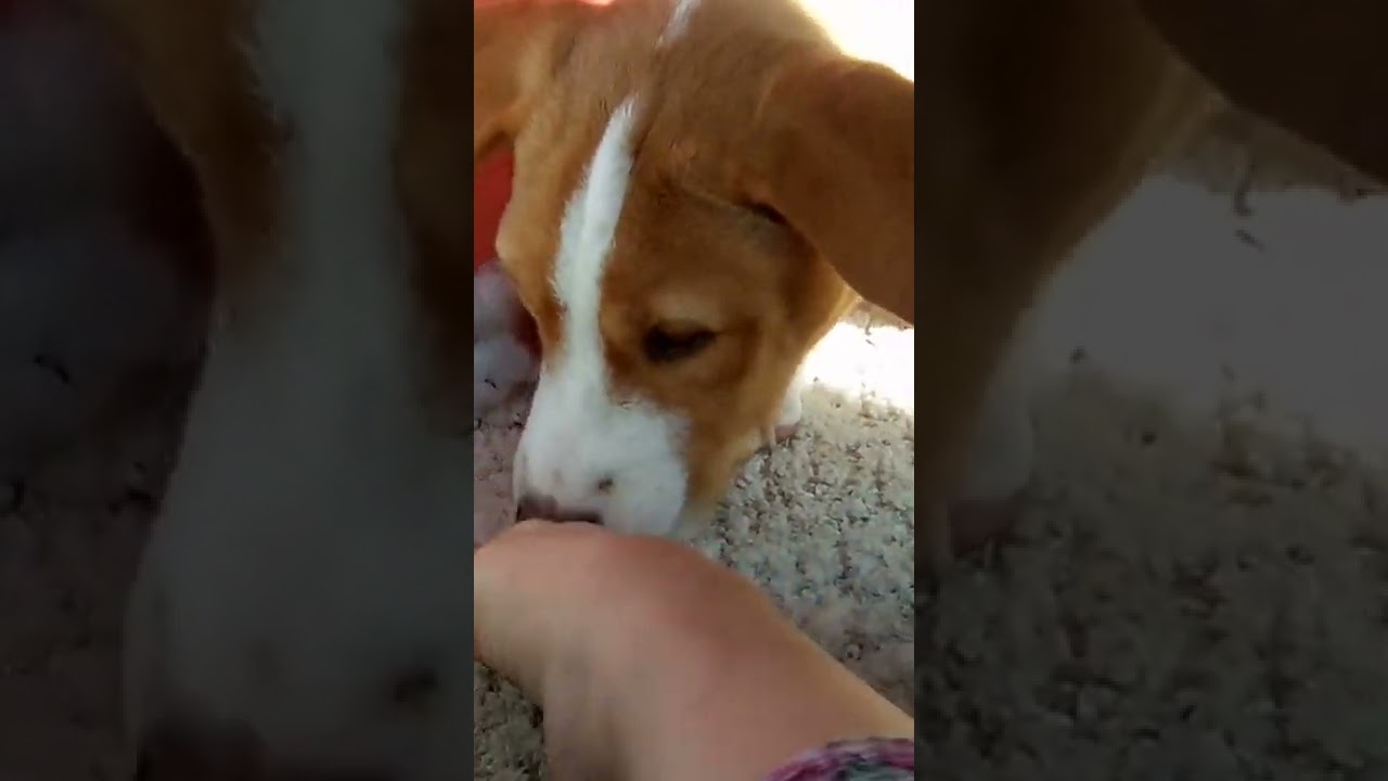 my 3 month old dog. YouTube