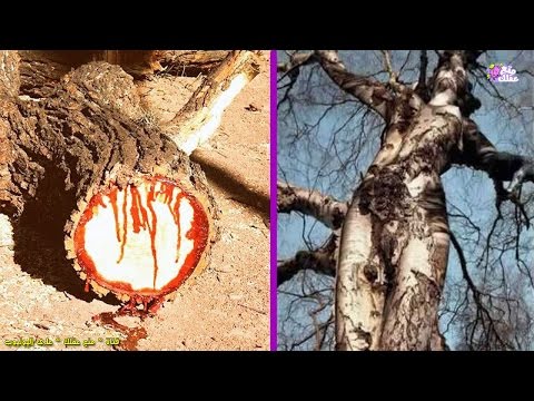 فيديو: أكثر الأشجار غرابة في العالم