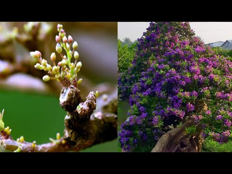 Video ✅Nghệ Nhân Thắng Trần chia sẽ cách xử lý Cây Bonsai... - youtube
