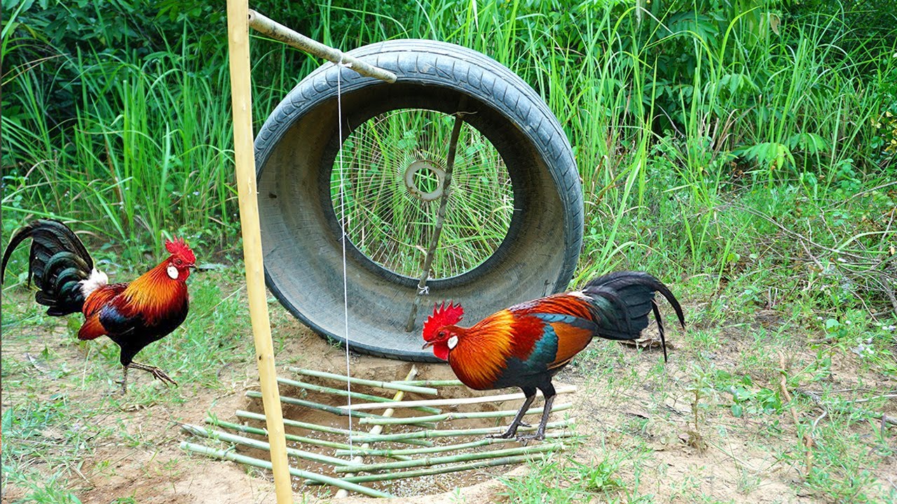 Simple Unique Wild Chicken Trap Using Tire Car & Bamboo - Experiment Wild Chicken Trap