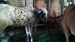 Sadeeq Agro Cattle Farm