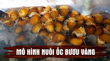 Mô hình nuôi ốc bươu vàng ở Thái Lan