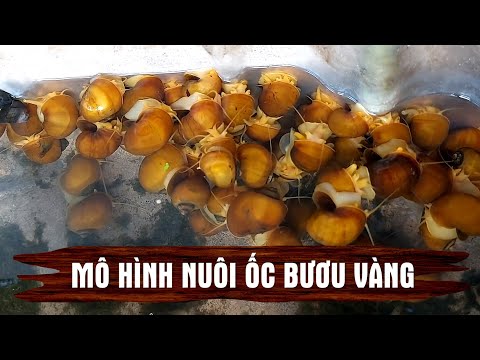 Video Mô hình nuôi ốc bươu vàng ở Thái Lan - youtube