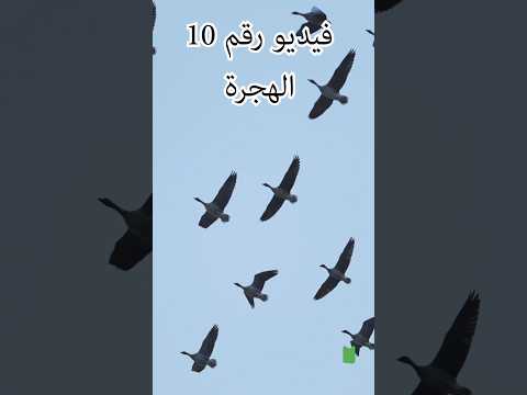 لماذا تهاجر الطيور