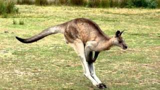 Video-Miniaturansicht von „Halt das Känguru fest“