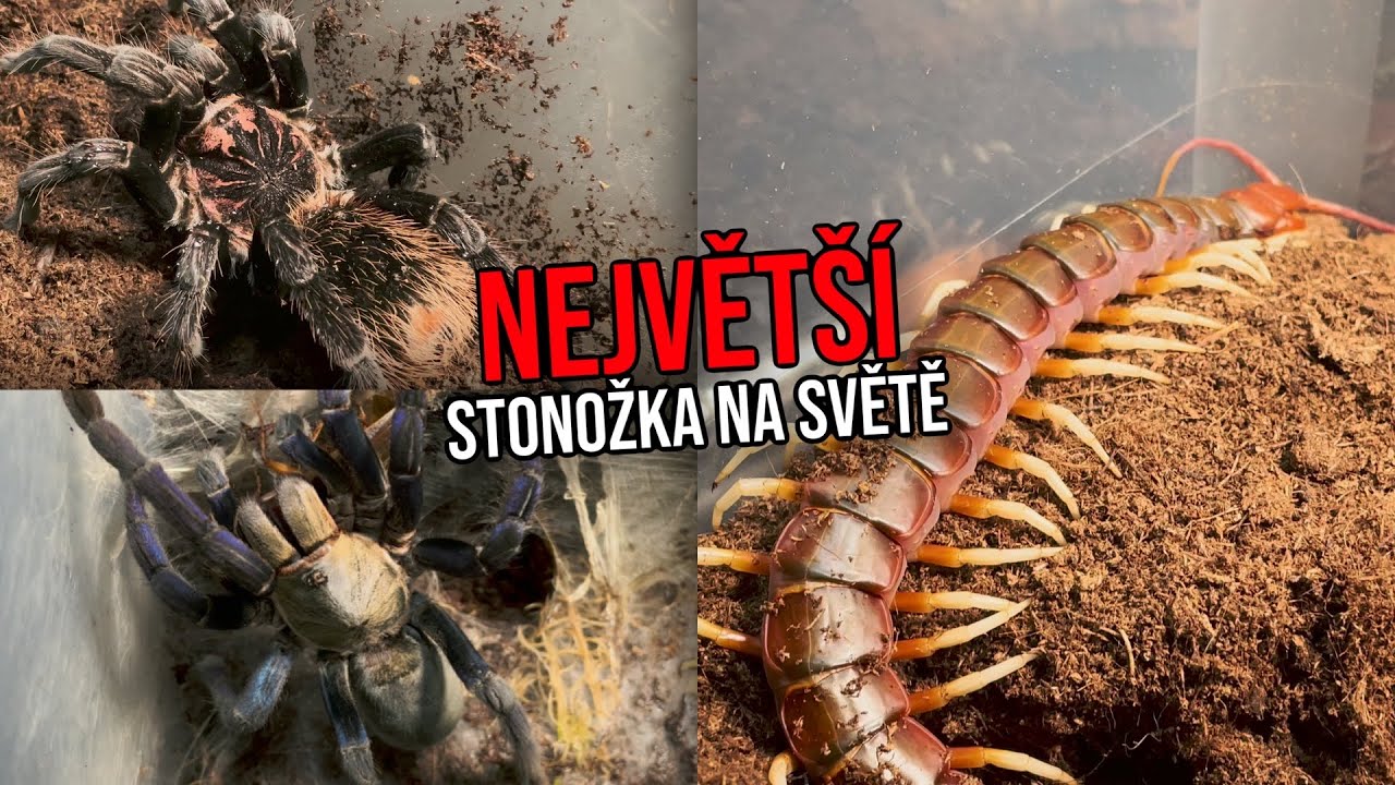 nejv-t-druh-stono-ky-na-sv-t-youtube
