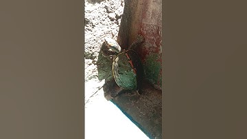 🧐 कहां जा रहे हो। #shorts #turtle #tortoise #pets #animals