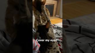 Feline Fight Technique